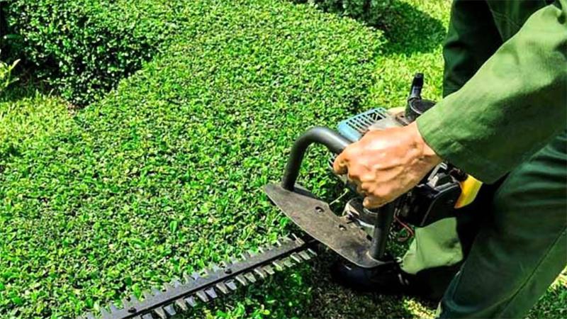 Headge Cutting