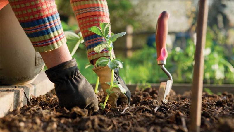 Planting of Ground Cover